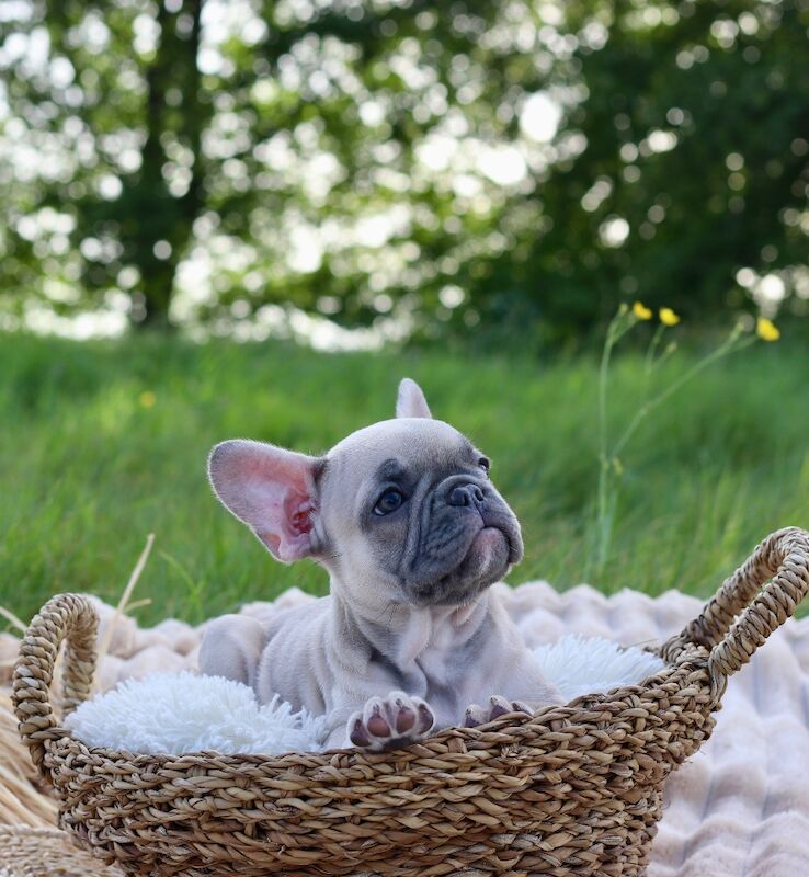 KC French Bulldog Puppies Lilac, Black Tan, Fawn - Image 4 of 15