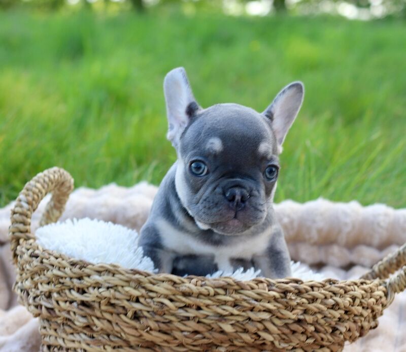KC French Bulldog Puppies Lilac, Black Tan, Fawn - Image 5 of 15