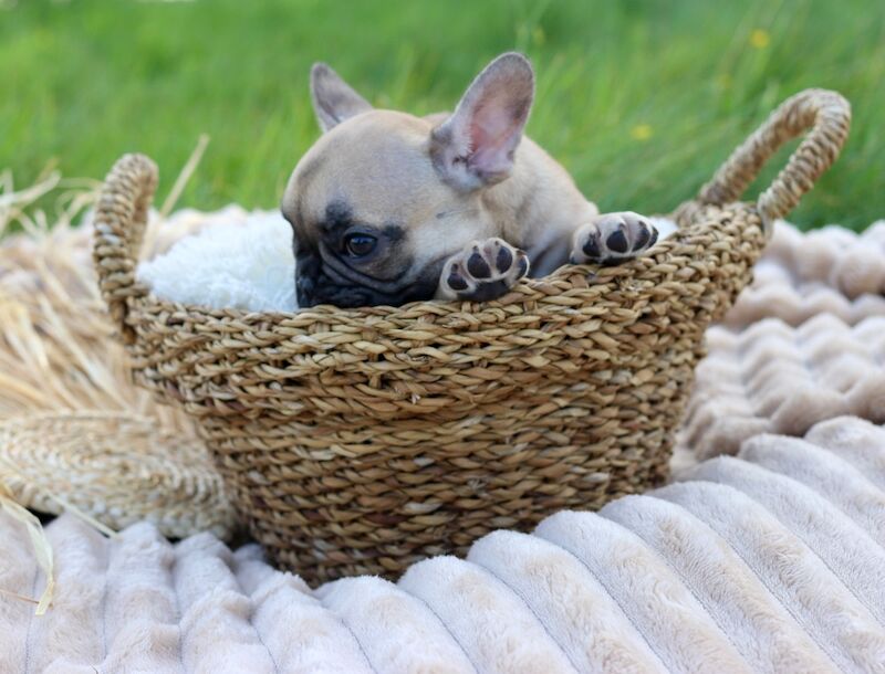 KC French Bulldog Puppies Lilac, Black Tan, Fawn - Image 6 of 15