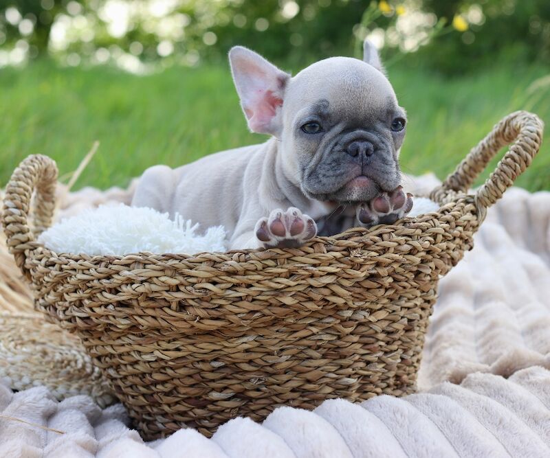 KC French Bulldog Puppies Lilac, Black Tan, Fawn - Image 7 of 15
