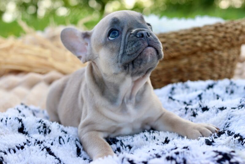 KC French Bulldog Puppies Lilac, Black Tan, Fawn - Image 8 of 15