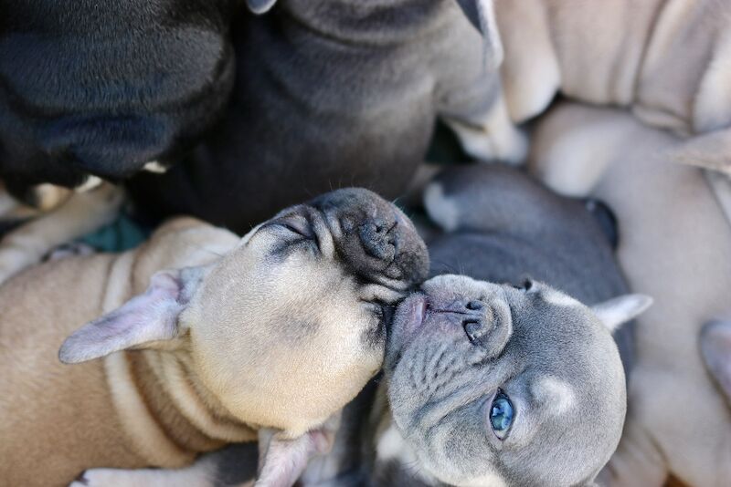 KC French Bulldog Puppies Lilac, Black Tan, Fawn - Image 9 of 15