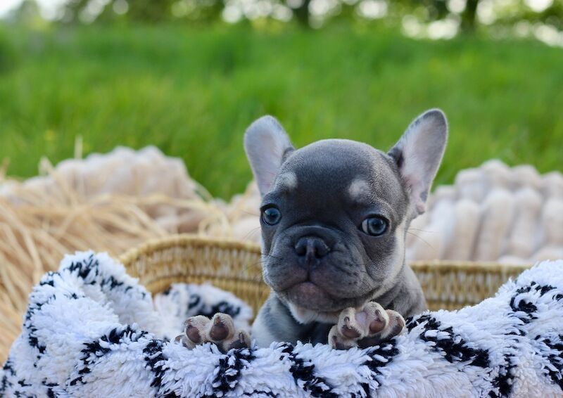 KC French Bulldog Puppies Lilac, Black Tan, Fawn - Image 10 of 15