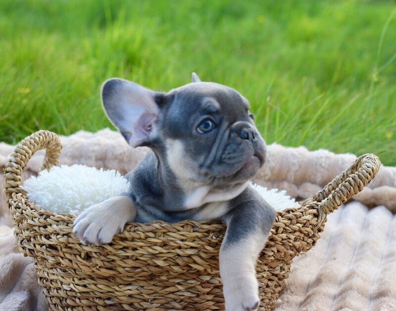 KC French Bulldog Puppies Lilac, Black Tan, Fawn - Image 11 of 15