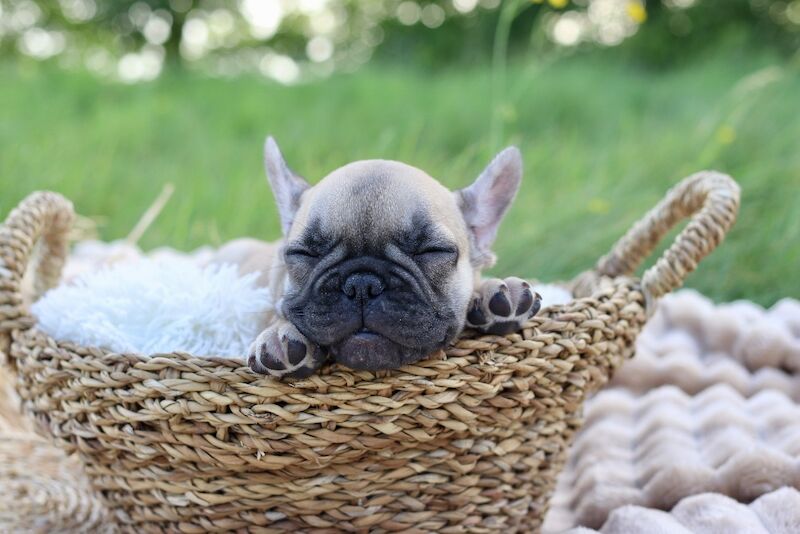 KC French Bulldog Puppies Lilac, Black Tan, Fawn - Image 12 of 15