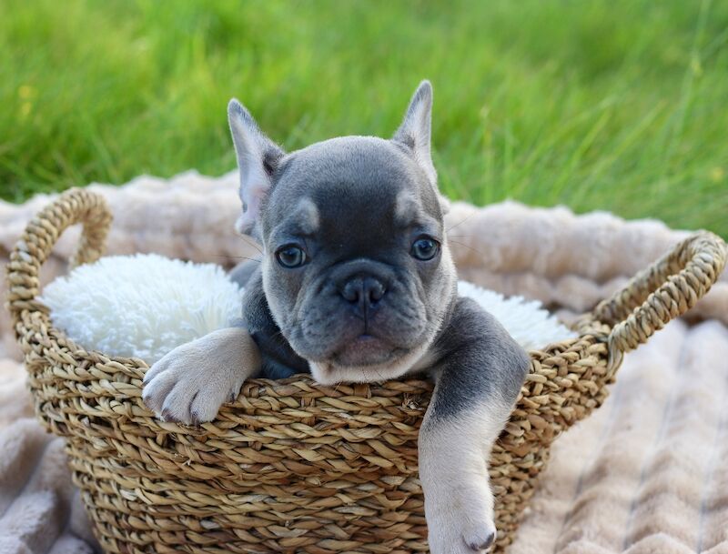 KC French Bulldog Puppies Lilac, Black Tan, Fawn - Image 13 of 15