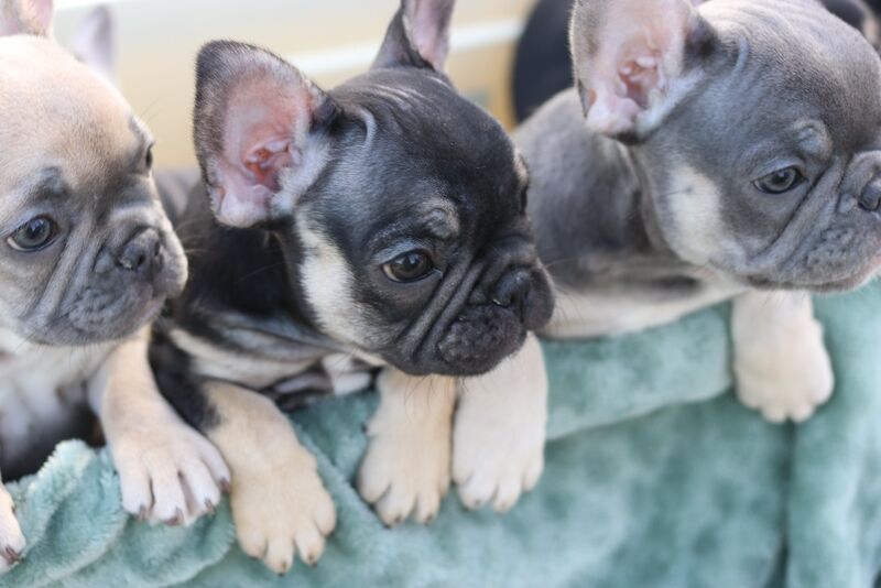 KC French Bulldog Puppies Lilac, Black Tan, Fawn - Image 14 of 15