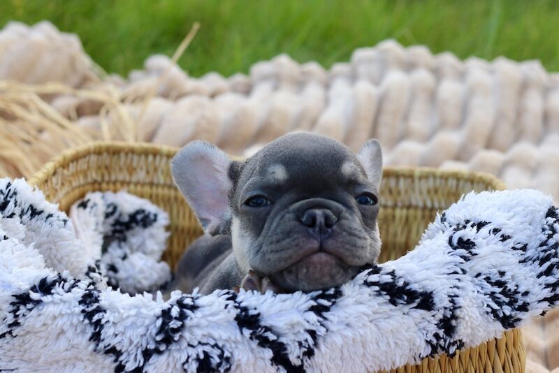 KC French Bulldog Puppies Lilac, Black Tan, Fawn - Image 15 of 15