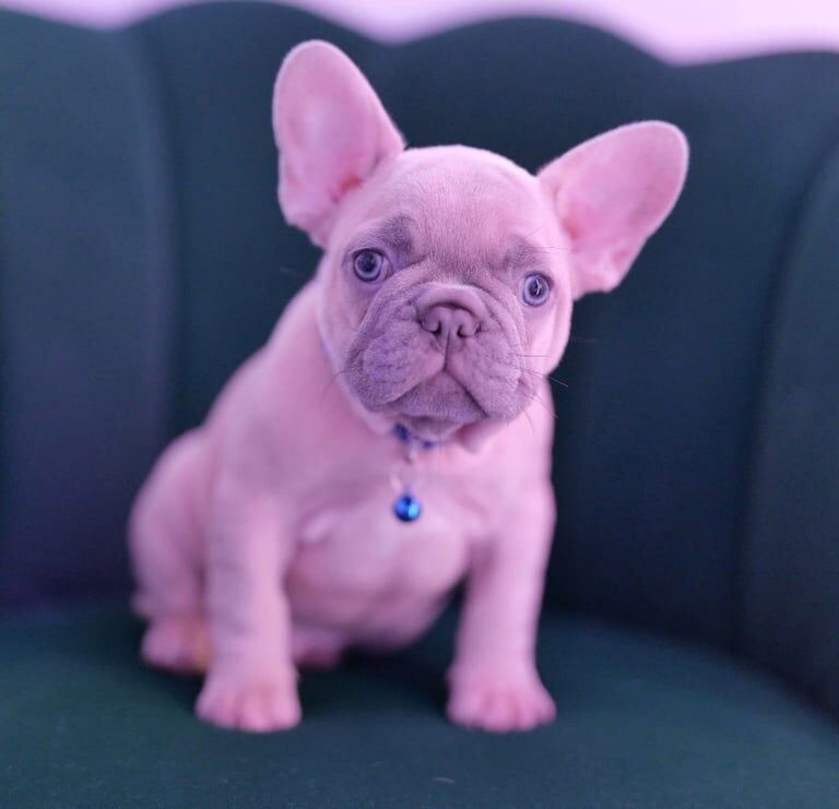 French Bulldog puppies for sale in Derby, Derbyshire – KC registered, 11 weeks old