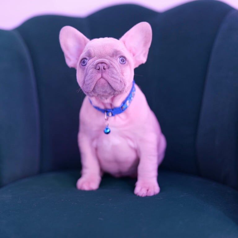 French Bulldog puppies for sale in Derby, Derbyshire – KC registered, 11 weeks old - Image 2 of 3