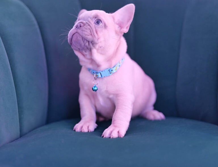 French Bulldog puppies for sale in Derby, Derbyshire – KC registered, 11 weeks old - Image 3 of 3