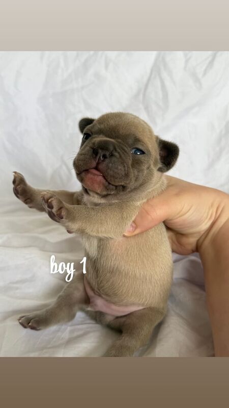 French Bulldog puppies for sale in Galashiels, Roxburgh, Ettrick and Lauderdale – 2 weeks old