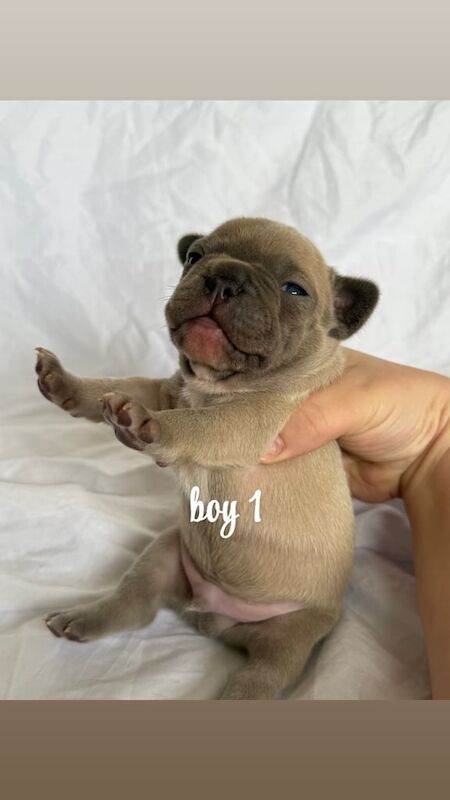 French Bulldog puppies for sale in Galashiels, Roxburgh, Ettrick and Lauderdale – 2 weeks old - Image 2 of 3