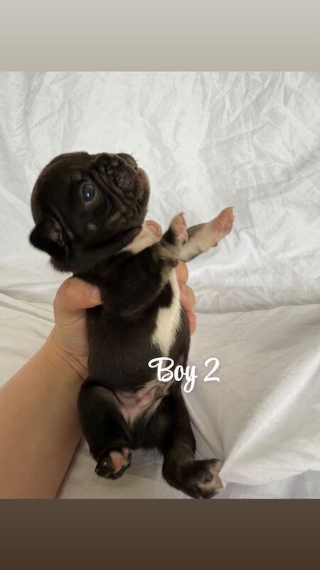 French Bulldog puppies for sale in Galashiels, Roxburgh, Ettrick and Lauderdale – 2 weeks old - Image 3 of 3