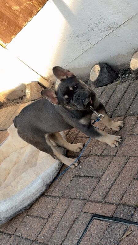 Kc frenchie - french bulldog puppy for sale in Middleton, Greater Manchester