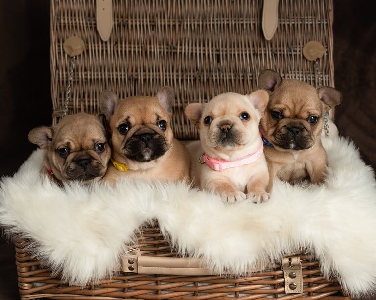 Kc Purebred French Bulldog puppies for sale in Gravesend, Kent