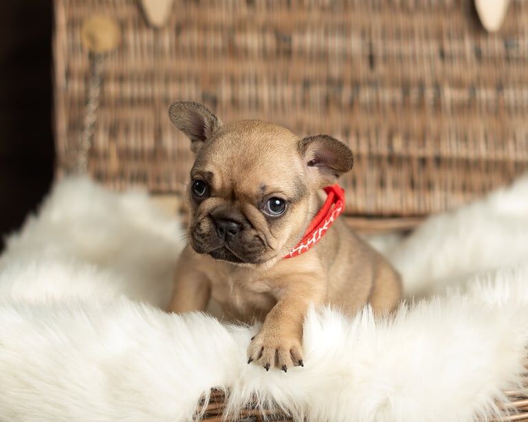 Kc Purebred French Bulldog puppies for sale in Gravesend, Kent | Image 2