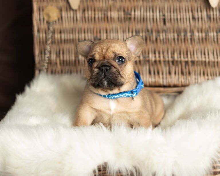 Kc Purebred French Bulldog puppies for sale in Gravesend, Kent | Image 3