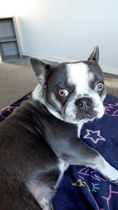 Frenchie Puppies For Sale