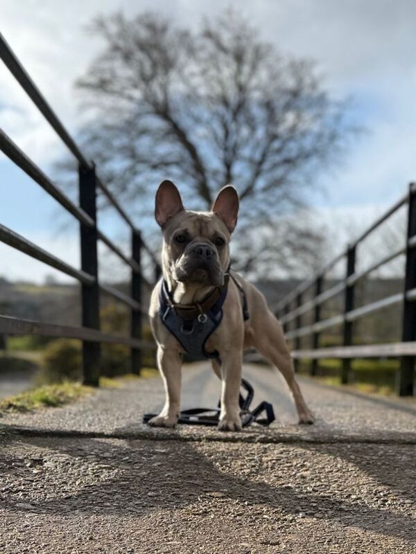 Kc reg French Bulldog