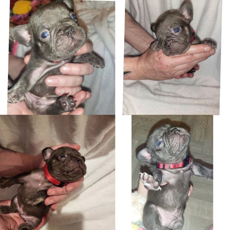 Kc reg french bulldog puppies for sale in County Antrim