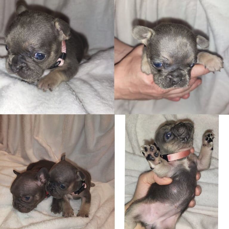 Kc reg french bulldog puppies - Image 2 of 3