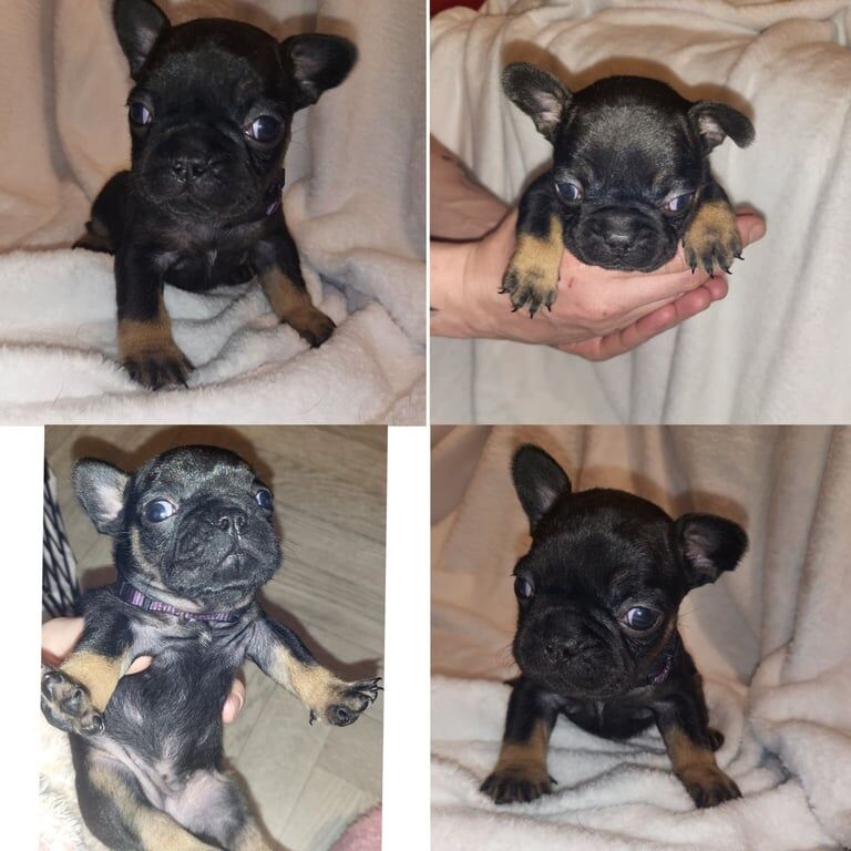 Kc reg french bulldog puppies for sale in County Antrim | Image 3