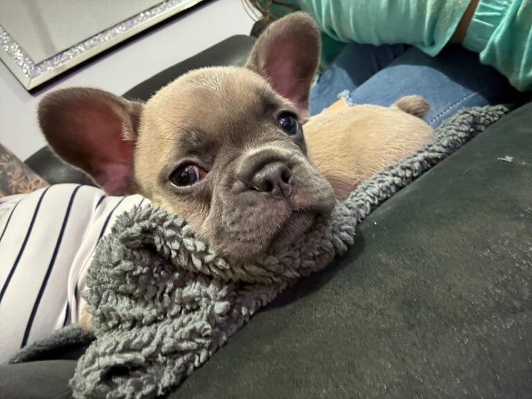 Kc Reg French bulldog puppies REDUCED PRICE for sale in Stenhousemuir, Stirling and Falkirk | Image 2
