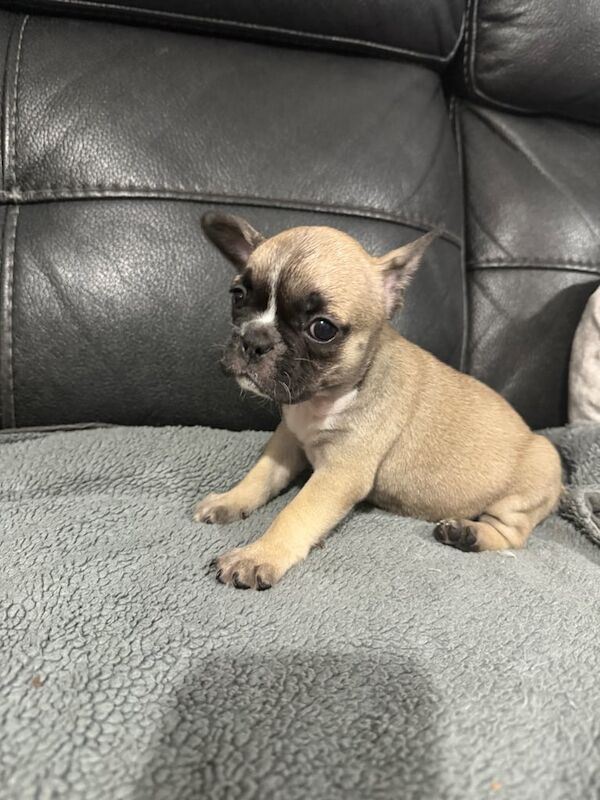 Kc Reg French bulldog puppies REDUCED PRICE for sale in Stenhousemuir, Stirling and Falkirk | Image 3