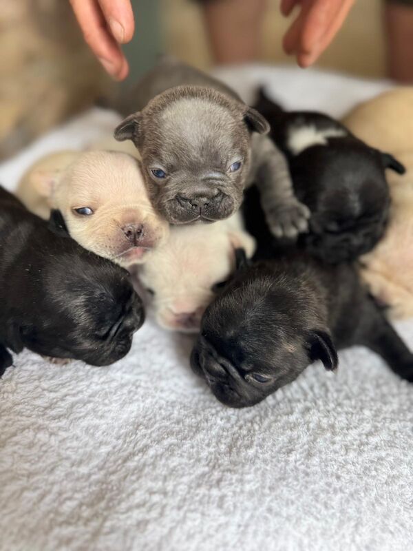 French Bulldog puppies for sale in Ivybridge, Devon – KC registered, 2 weeks old