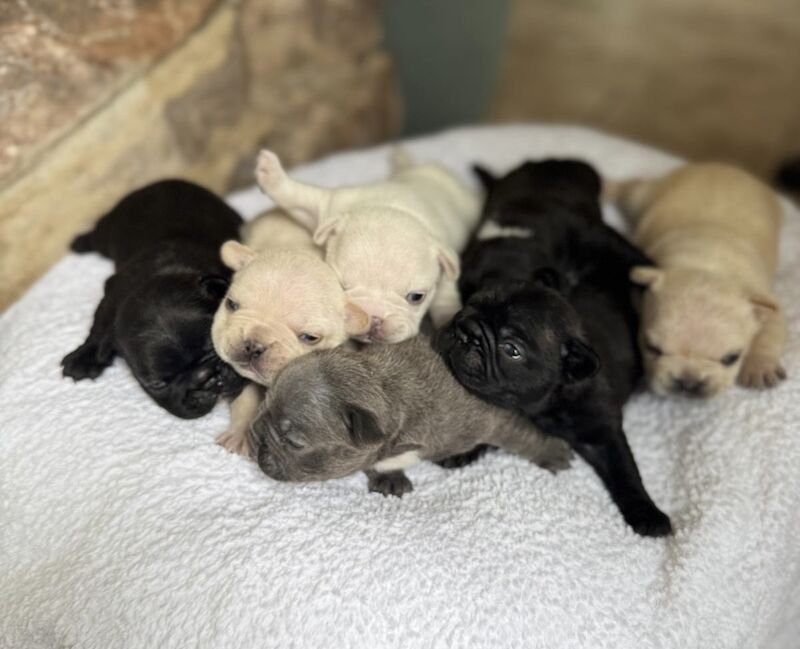 French Bulldog puppies for sale in Ivybridge, Devon – KC registered, 2 weeks old - Image 2 of 14