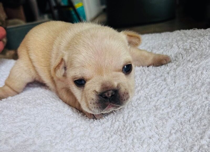 French Bulldog puppies for sale in Ivybridge, Devon – KC registered, 2 weeks old - Image 3 of 14