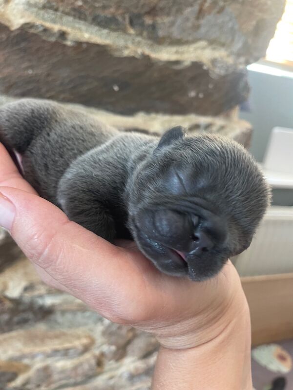 French Bulldog puppies for sale in Ivybridge, Devon – KC registered, 2 weeks old - Image 4 of 14