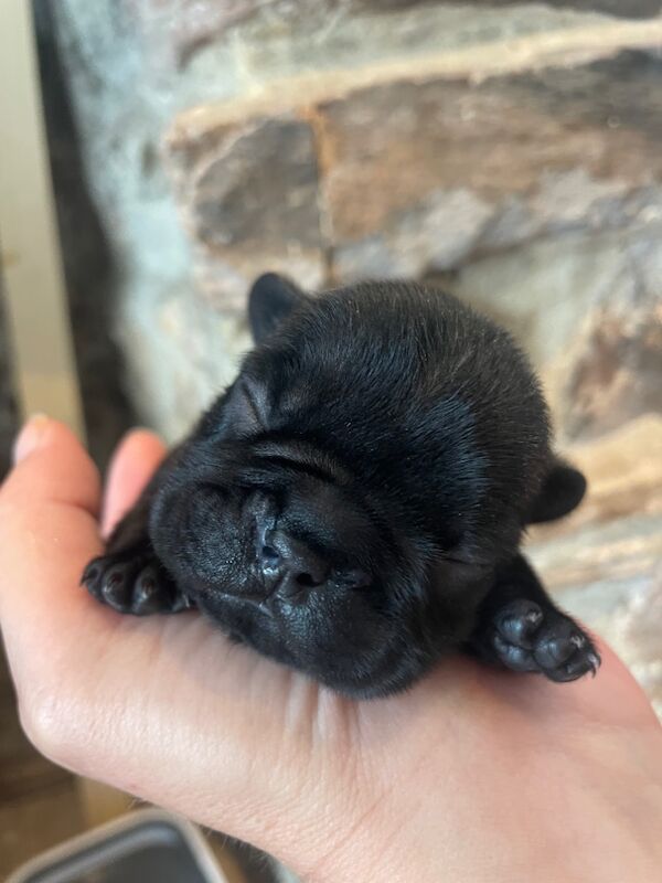 French Bulldog puppies for sale in Ivybridge, Devon – KC registered, 2 weeks old - Image 5 of 14