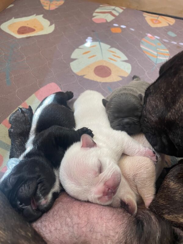 French Bulldog puppies for sale in Ivybridge, Devon – KC registered, 2 weeks old - Image 6 of 14
