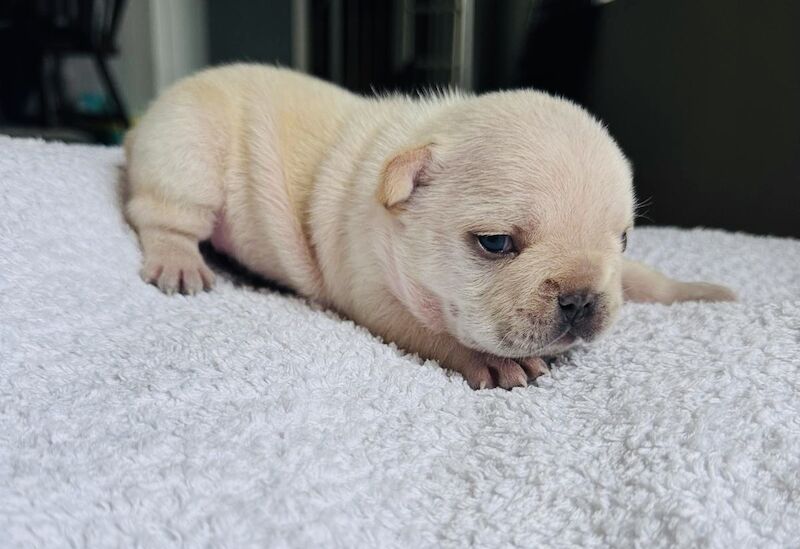 French Bulldog puppies for sale in Ivybridge, Devon – KC registered, 2 weeks old - Image 7 of 14