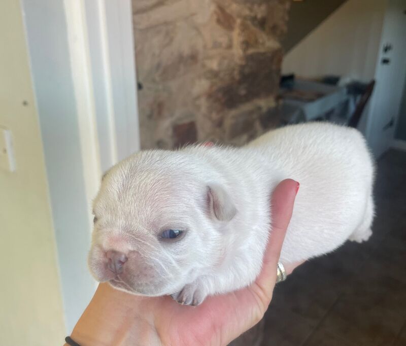 French Bulldog puppies for sale in Ivybridge, Devon – KC registered, 2 weeks old - Image 8 of 14
