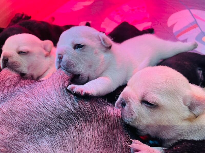 French Bulldog puppies for sale in Ivybridge, Devon – KC registered, 2 weeks old - Image 9 of 14