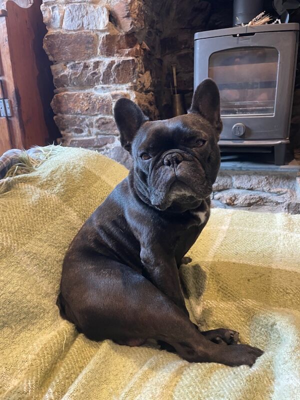 French Bulldog puppies for sale in Ivybridge, Devon – KC registered, 2 weeks old - Image 10 of 14