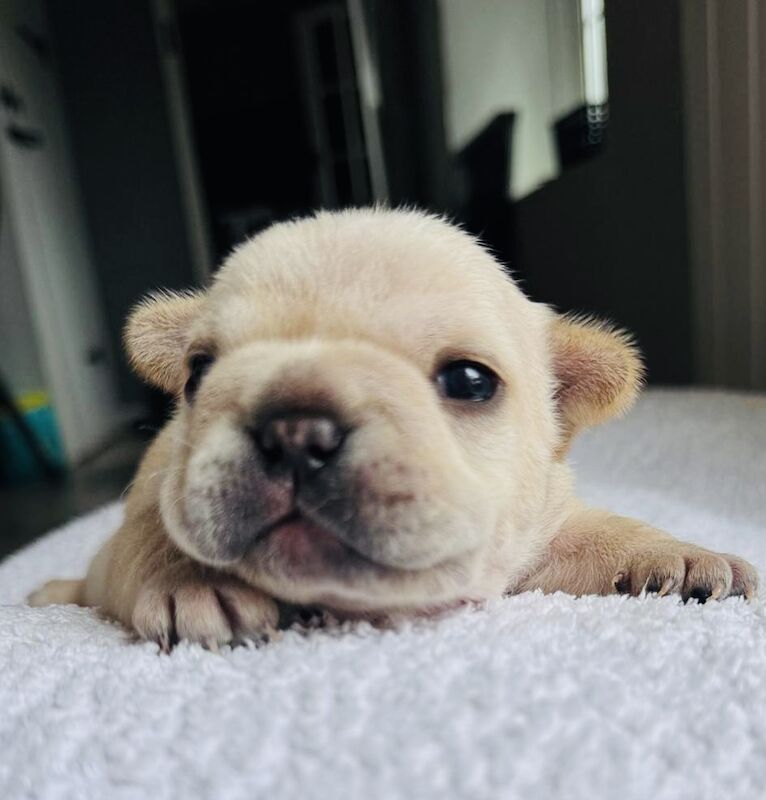 French Bulldog puppies for sale in Ivybridge, Devon – KC registered, 2 weeks old - Image 11 of 14
