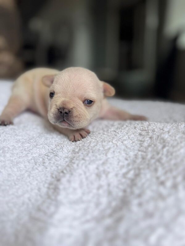 French Bulldog puppies for sale in Ivybridge, Devon – KC registered, 2 weeks old - Image 12 of 14