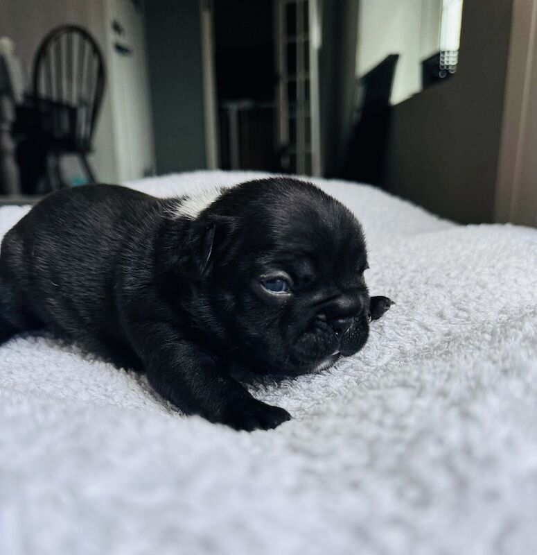 French Bulldog puppies for sale in Ivybridge, Devon – KC registered, 2 weeks old - Image 13 of 14