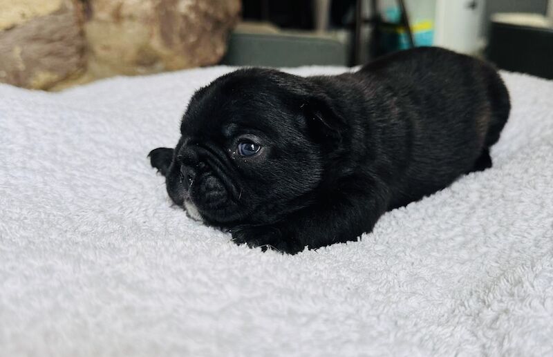 French Bulldog puppies for sale in Ivybridge, Devon – KC registered, 2 weeks old - Image 14 of 14