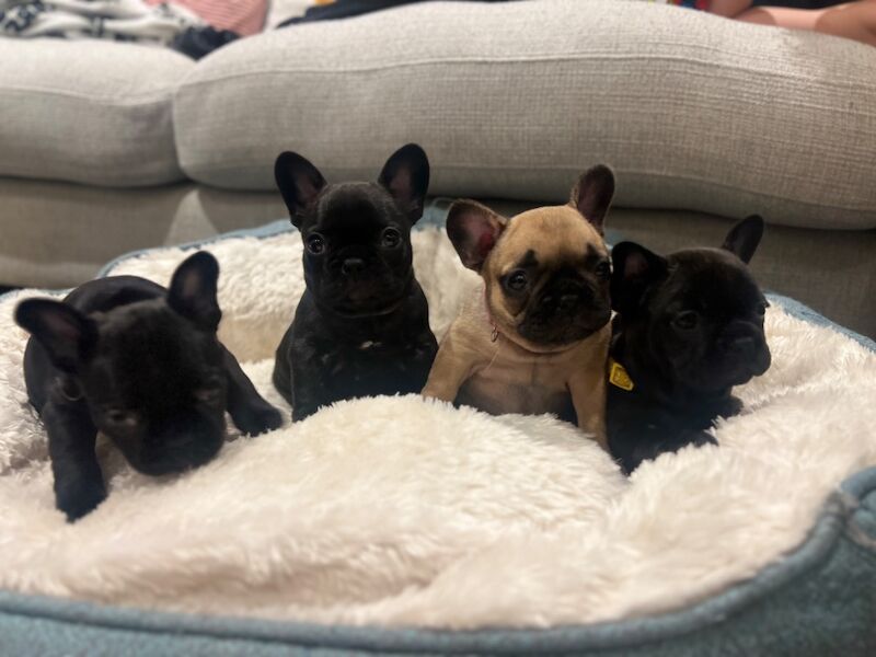 French Bulldog puppies for sale in Silton, Dorset – KC registered, 11 months old