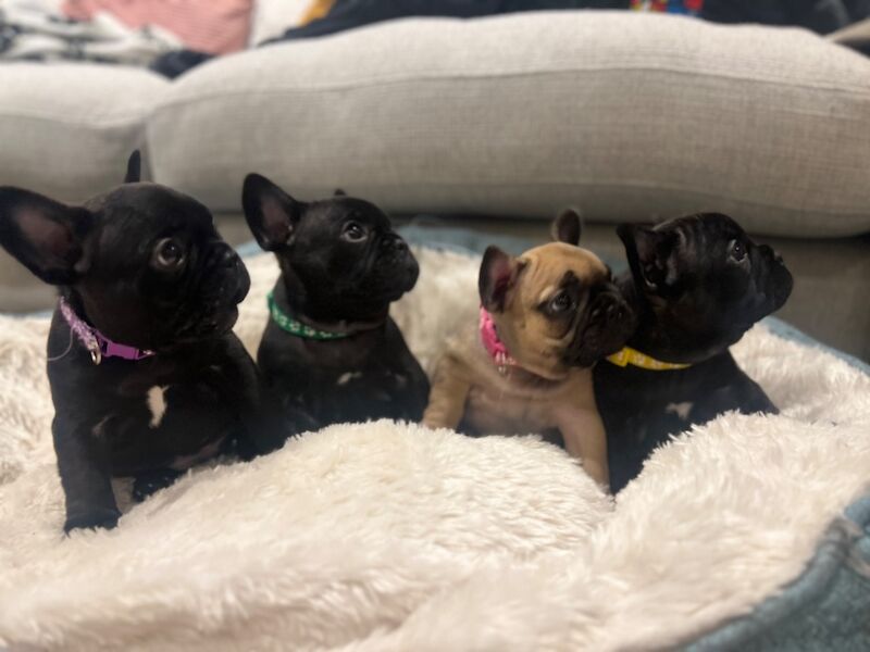 KC Reg, Health checked, microchipped, beautiful French Bulldog Puppies for sale in Silton, Dorset | Image 2