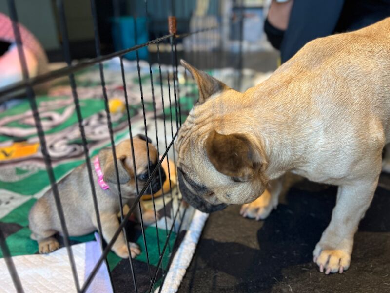 KC Reg, Health checked, microchipped, beautiful French Bulldog Puppies for sale in Silton, Dorset | Image 3