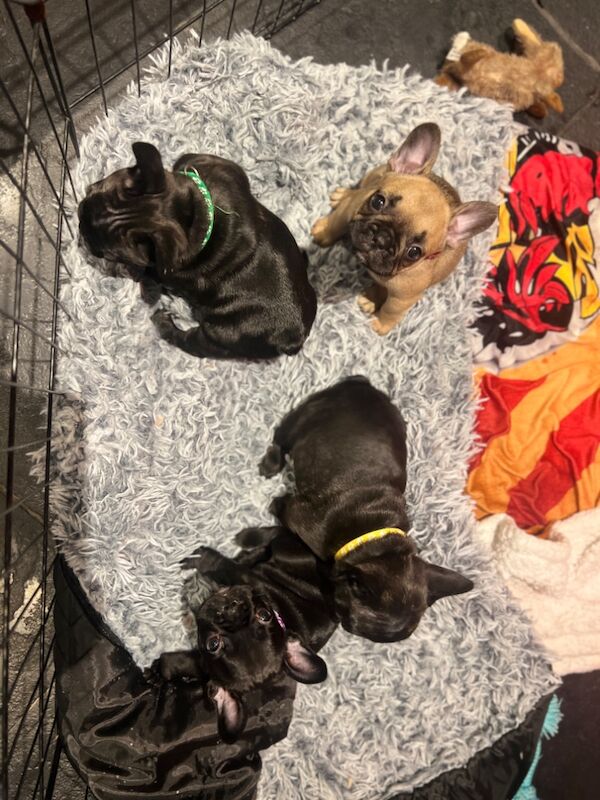 French Bulldog puppies for sale in Silton, Dorset – KC registered, 11 months old - Image 4 of 8