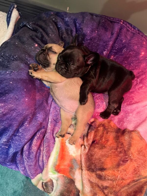 French Bulldog puppies for sale in Silton, Dorset – KC registered, 11 months old - Image 5 of 8