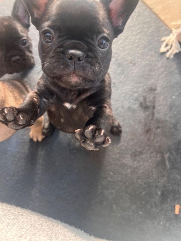 French Bulldog puppies for sale in Silton, Dorset – KC registered, 11 months old - Image 6 of 8