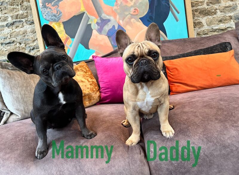 French Bulldog puppies for sale in Silton, Dorset – KC registered, 11 months old - Image 8 of 8